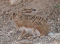 /album/photo-gallery-photogallery/hare-in-sabbeticas-national-park-jpg/